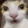 🙀