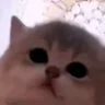 🐈