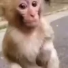 🐵