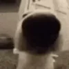 🐶