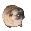 🐶