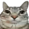 🐈