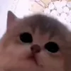 🐈