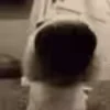🐶