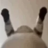🤪