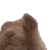 🐰