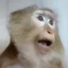 🐵