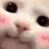 😸