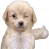 👍